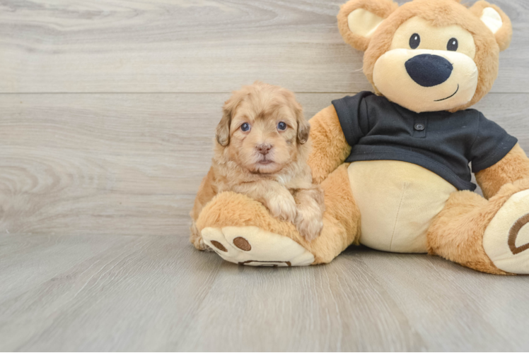 Best Shih Poo Baby