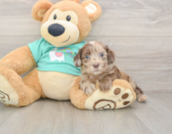 8 week old Shih Poo Puppy For Sale - Pilesgrove Pups