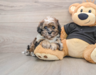 5 week old Shih Poo Puppy For Sale - Pilesgrove Pups