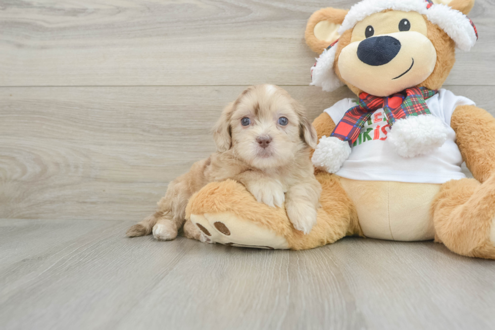 Shih Poo Pup Being Cute