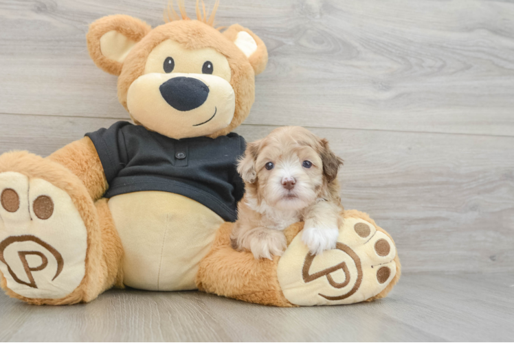 Funny Shih Poo Poodle Mix Pup