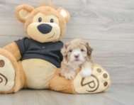 7 week old Shih Poo Puppy For Sale - Pilesgrove Pups