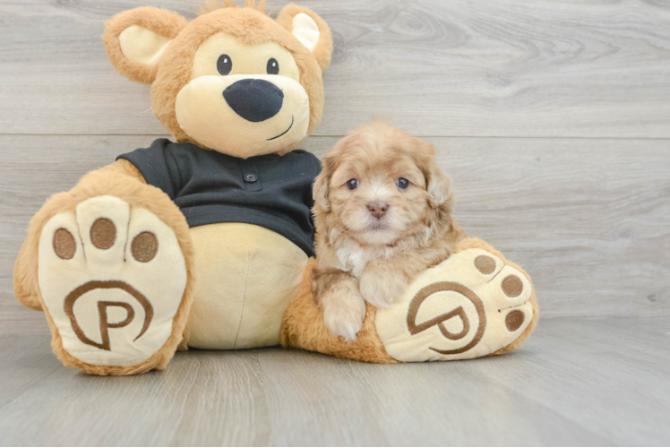 Hypoallergenic Shih Poo Poodle Mix Puppy