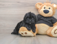 5 week old Shih Poo Puppy For Sale - Pilesgrove Pups