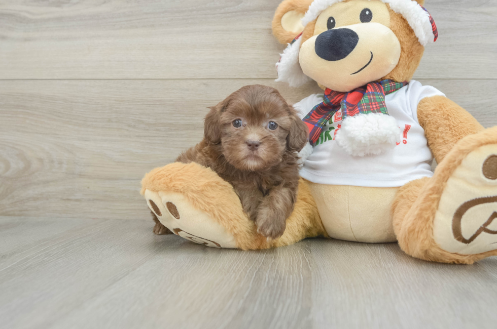 6 week old Shih Poo Puppy For Sale - Pilesgrove Pups