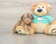 8 week old Shih Poo Puppy For Sale - Pilesgrove Pups