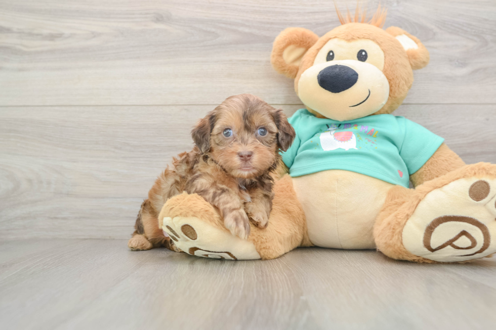 Smart Shih Poo Poodle Mix Pup