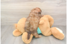 Shih Poo Puppy for Adoption