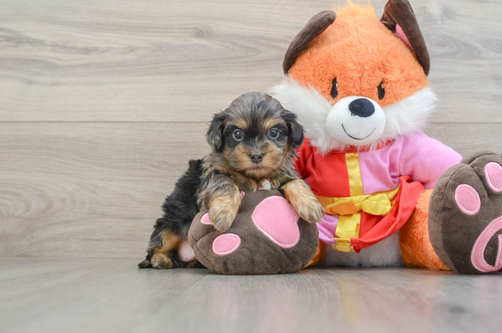 5 week old Shih Poo Puppy For Sale - Pilesgrove Pups