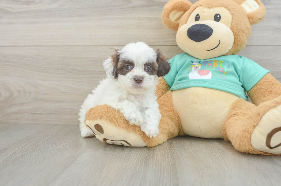 5 week old Shih Poo Puppy For Sale - Pilesgrove Pups