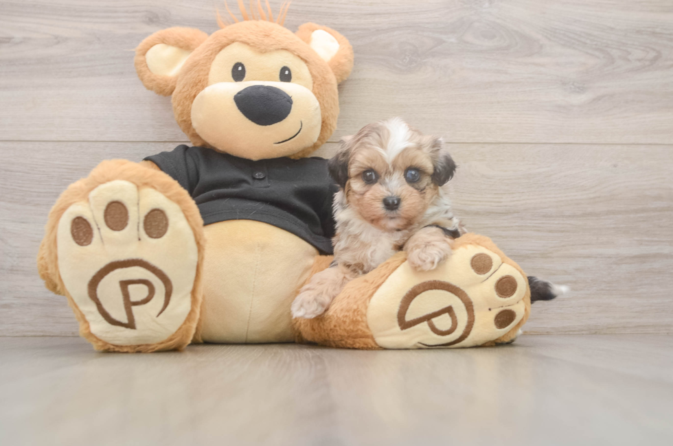 6 week old Shih Poo Puppy For Sale - Pilesgrove Pups