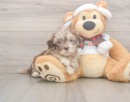 6 week old Shih Poo Puppy For Sale - Pilesgrove Pups