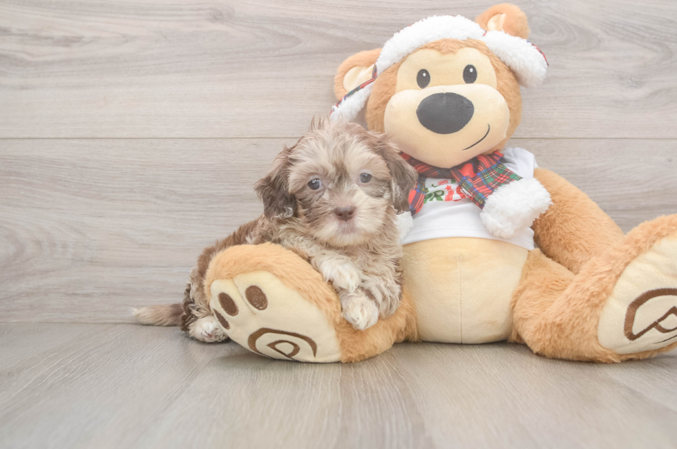 5 week old Shih Poo Puppy For Sale - Pilesgrove Pups