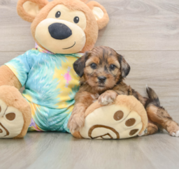 5 week old Shih Poo Puppy For Sale - Pilesgrove Pups
