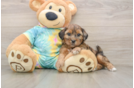 Hypoallergenic Shih Poo Poodle Mix Puppy