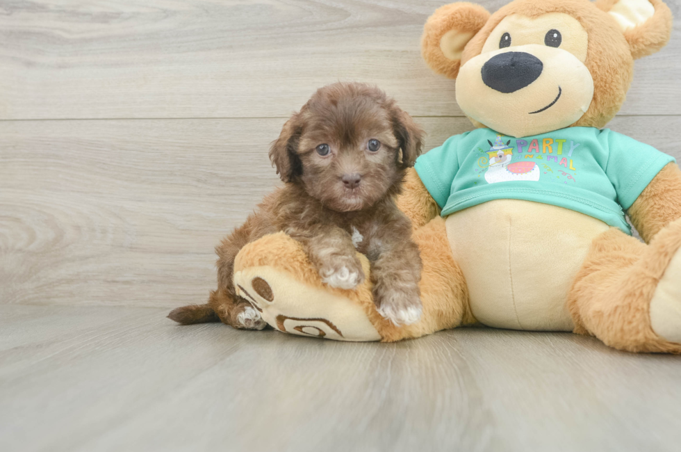 5 week old Shih Poo Puppy For Sale - Pilesgrove Pups