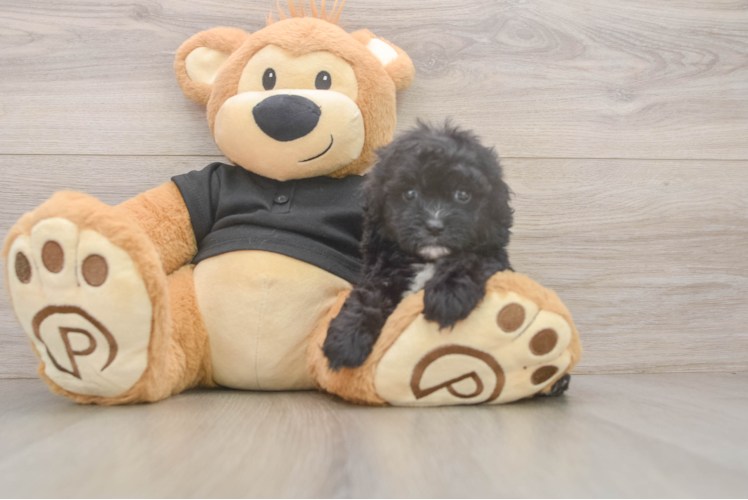 Funny Shih Poo Poodle Mix Pup