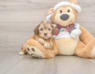 6 week old Shih Poo Puppy For Sale - Pilesgrove Pups