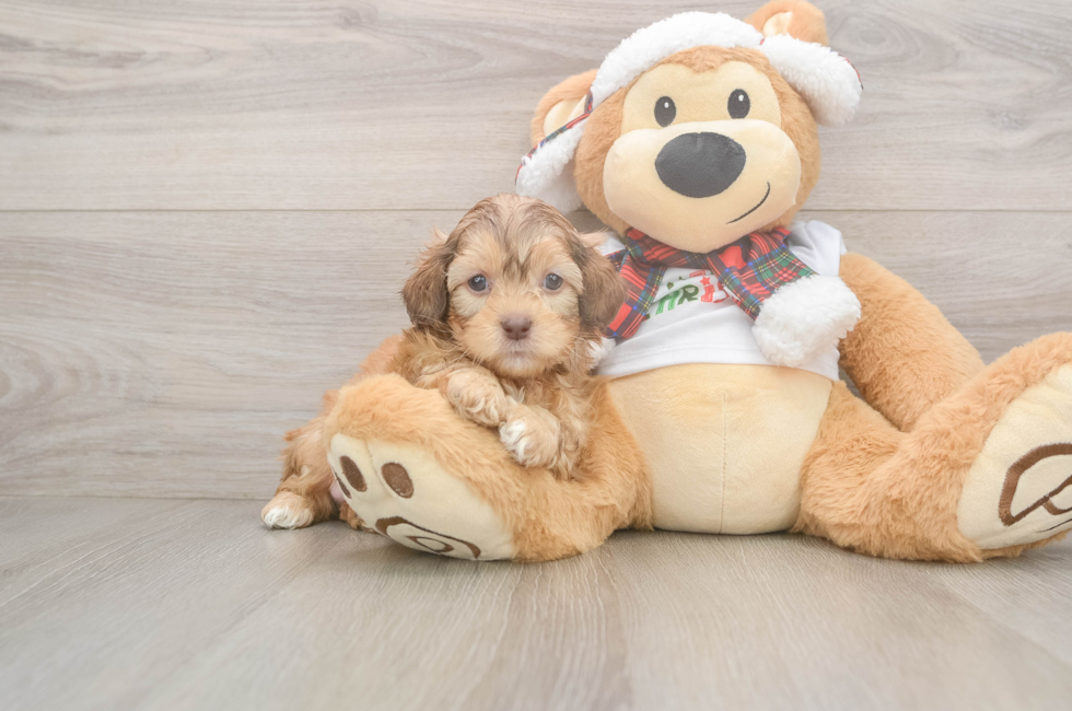 5 week old Shih Poo Puppy For Sale - Pilesgrove Pups