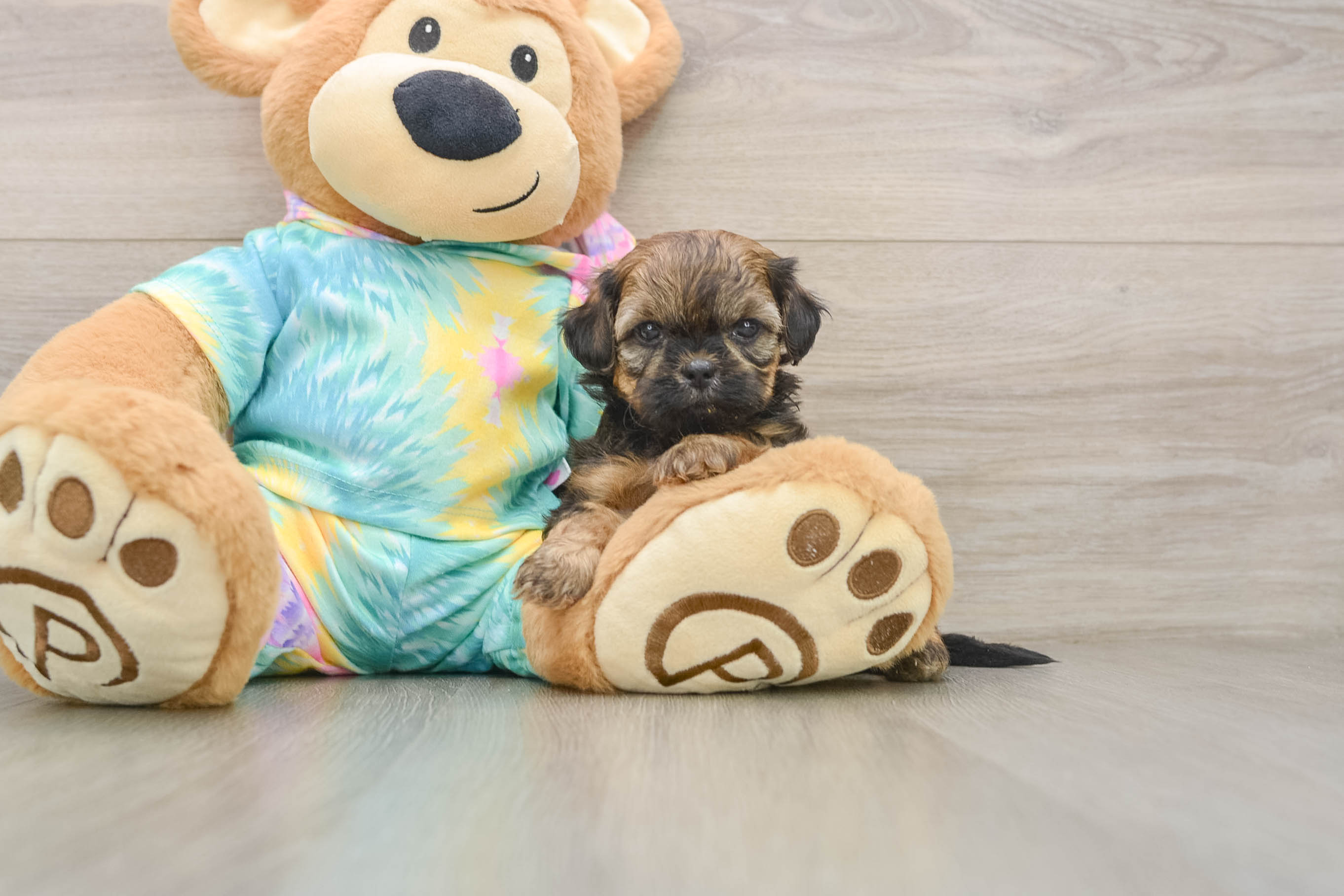 Cute Shih Poo Baby