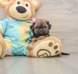 5 week old Shih Poo Puppy For Sale - Pilesgrove Pups