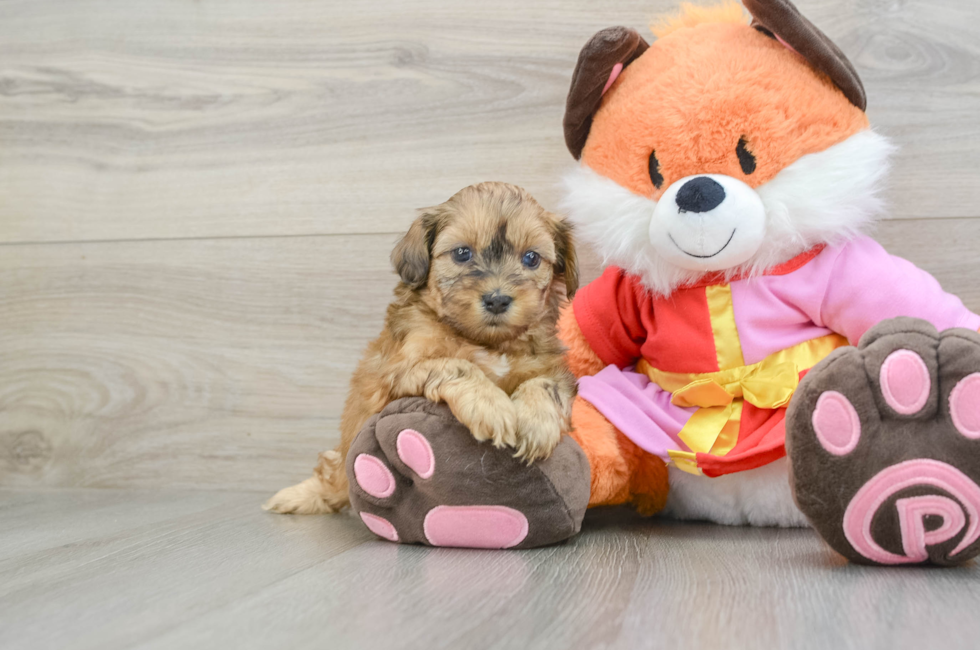 5 week old Shih Poo Puppy For Sale - Pilesgrove Pups