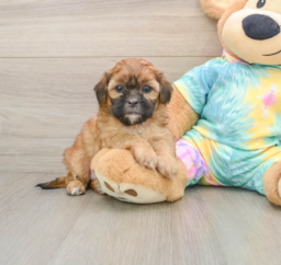5 week old Shih Poo Puppy For Sale - Pilesgrove Pups