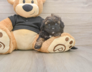 6 week old Shih Poo Puppy For Sale - Pilesgrove Pups