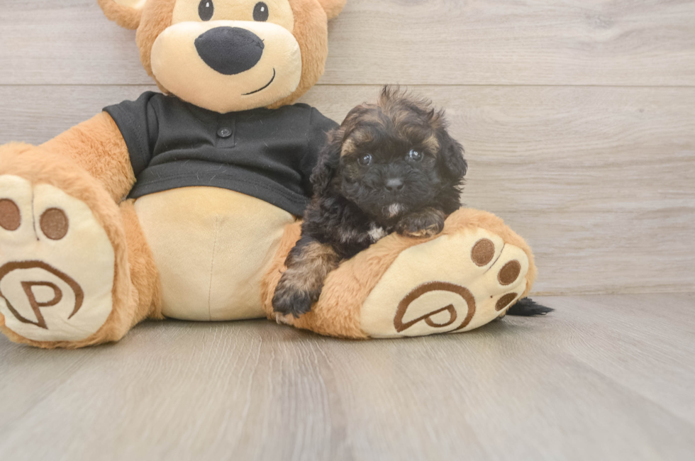 6 week old Shih Poo Puppy For Sale - Pilesgrove Pups