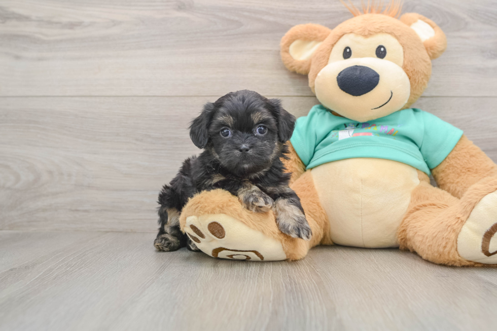Funny Shih Poo Poodle Mix Pup