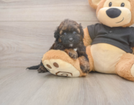 6 week old Shih Poo Puppy For Sale - Pilesgrove Pups