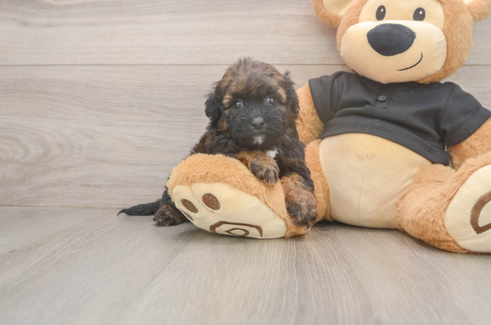 6 week old Shih Poo Puppy For Sale - Pilesgrove Pups