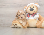 6 week old Shih Poo Puppy For Sale - Pilesgrove Pups