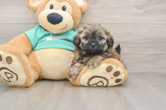 Shih Poo Puppy for Adoption