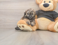 7 week old Shih Poo Puppy For Sale - Pilesgrove Pups