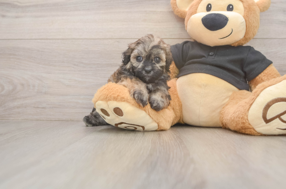 6 week old Shih Poo Puppy For Sale - Pilesgrove Pups