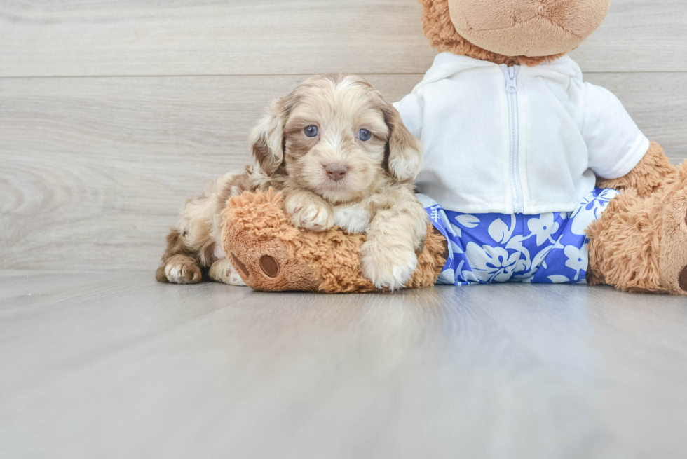 Hypoallergenic Shihpoo Poodle Mix Puppy