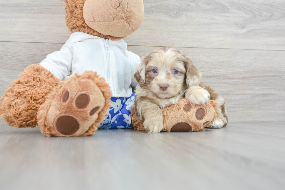 Smart Shih Poo Poodle Mix Pup