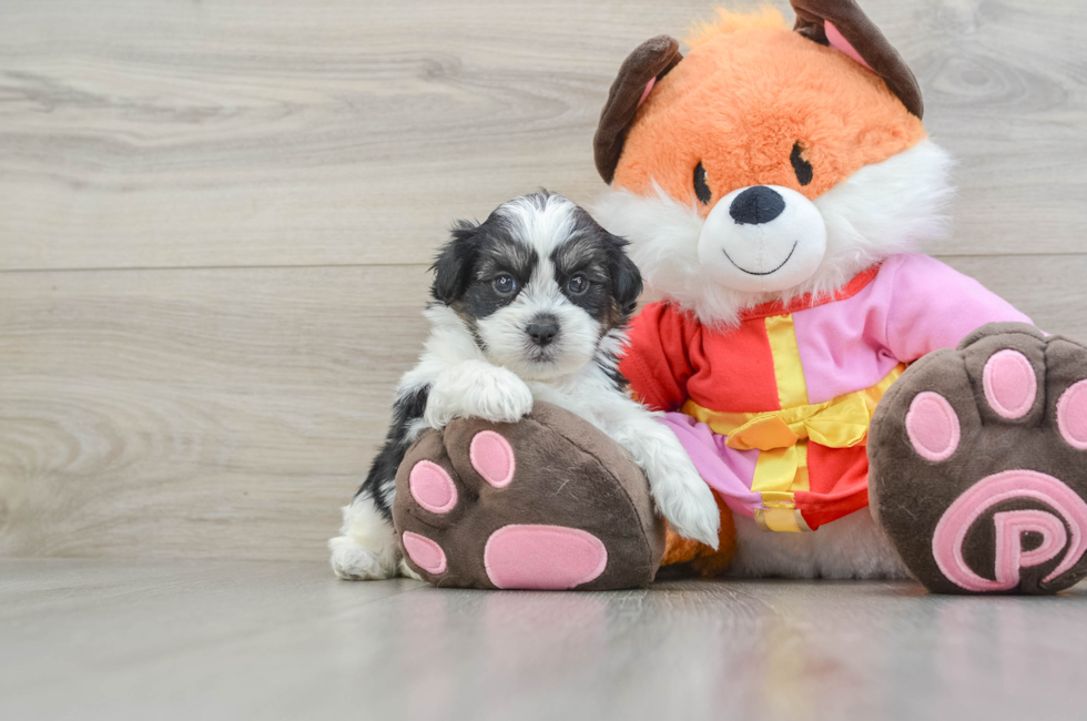 5 week old Shih Poo Puppy For Sale - Pilesgrove Pups