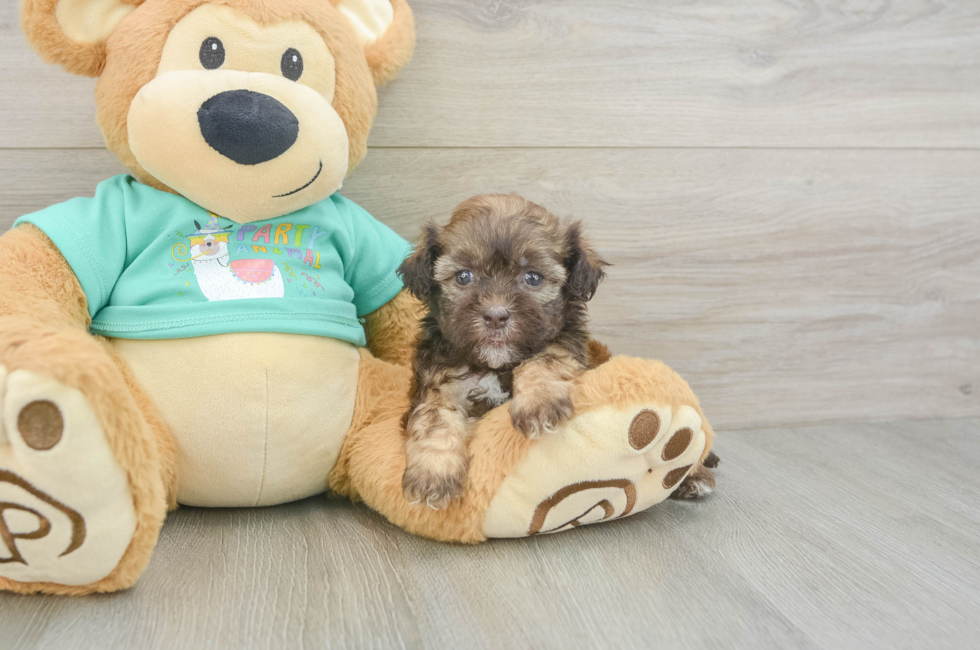 5 week old Shih Poo Puppy For Sale - Pilesgrove Pups