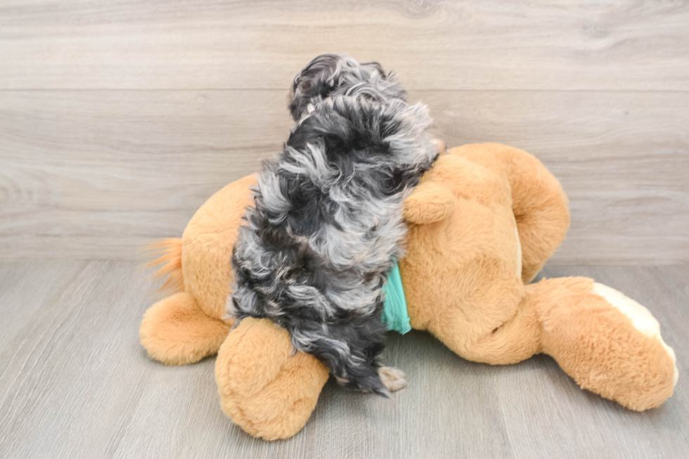 Hypoallergenic Shihpoo Poodle Mix Puppy