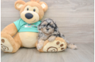 Shih Poo Pup Being Cute