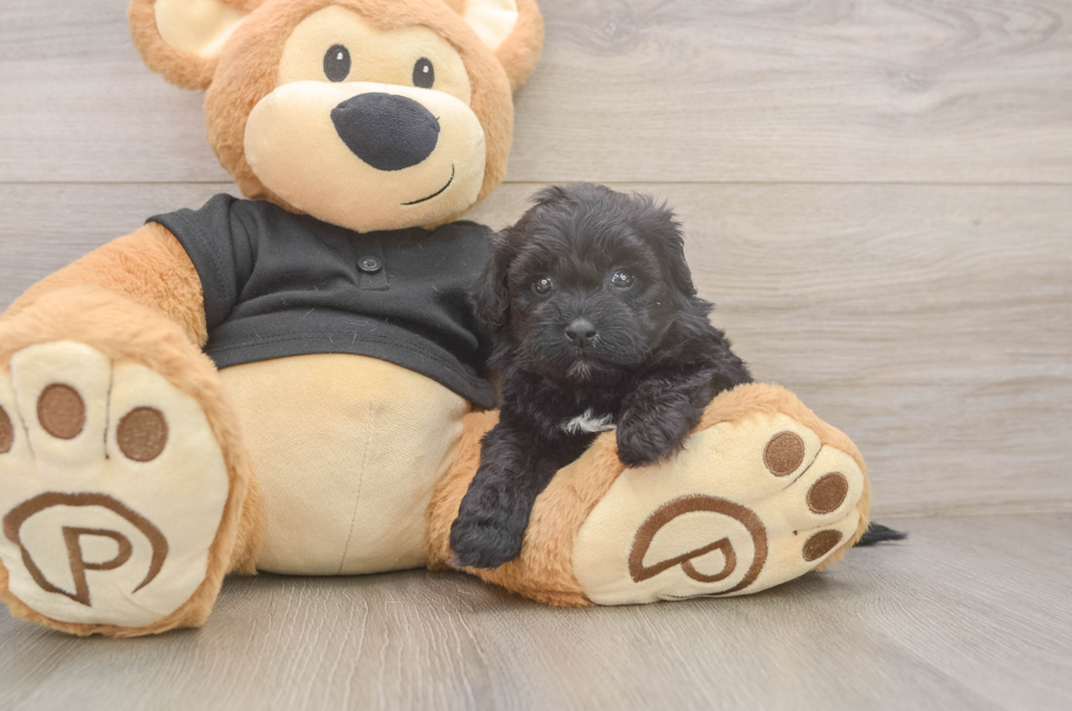 6 week old Shih Poo Puppy For Sale - Pilesgrove Pups