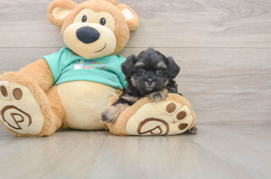 Hypoallergenic Shih Poo Poodle Mix Puppy