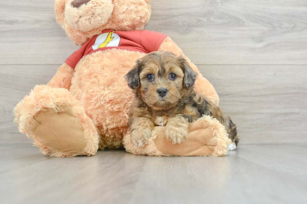 7 week old Shih Poo Puppy For Sale - Pilesgrove Pups