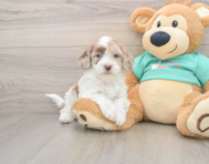 7 week old Shih Poo Puppy For Sale - Pilesgrove Pups