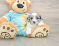 7 week old Shih Poo Puppy For Sale - Pilesgrove Pups