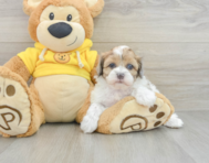 6 week old Shih Poo Puppy For Sale - Pilesgrove Pups