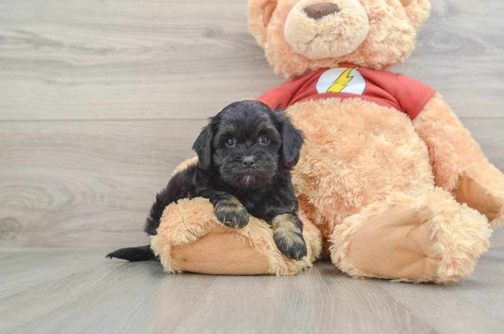 7 week old Shih Poo Puppy For Sale - Pilesgrove Pups