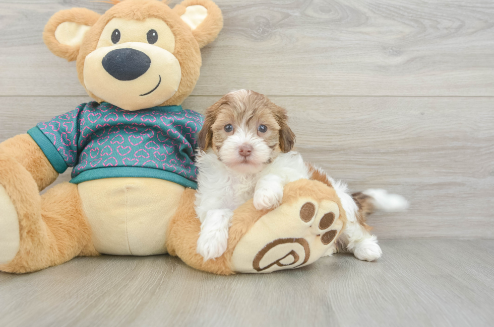 6 week old Shih Poo Puppy For Sale - Pilesgrove Pups